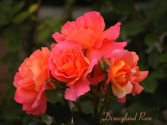 Disneyland Rose